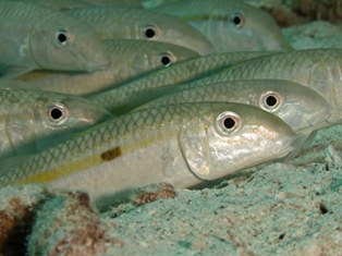 Mulloidichthrys Flavolineatus